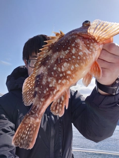 ウッカリカサゴの釣果