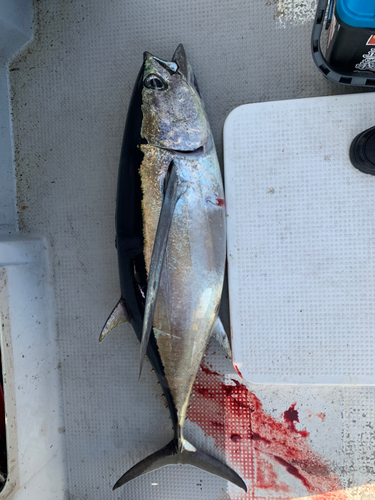 ビンチョウマグロの釣果