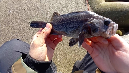 クロソイの釣果