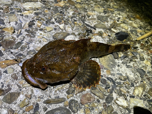 カジカの釣果