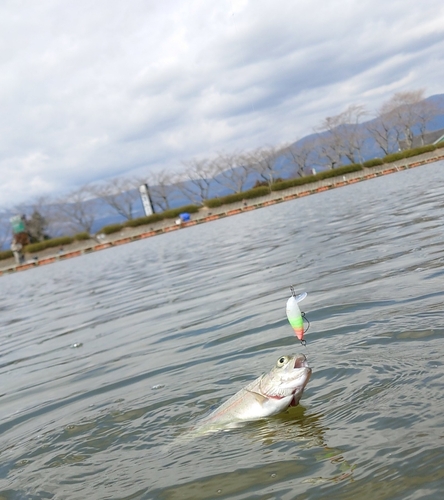 ニジマスの釣果