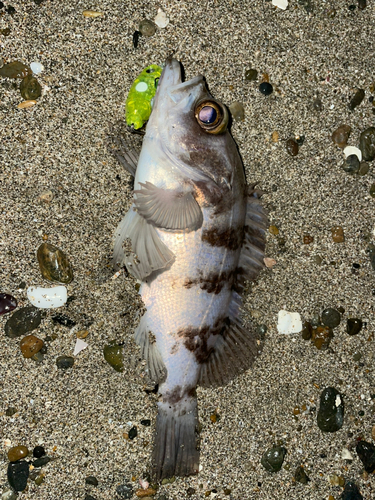 メバルの釣果