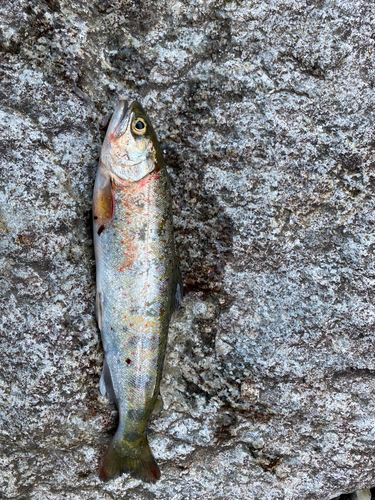 アマゴの釣果