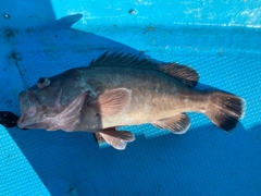 マハタの釣果