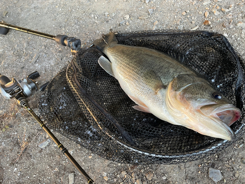 ラージマウスバスの釣果