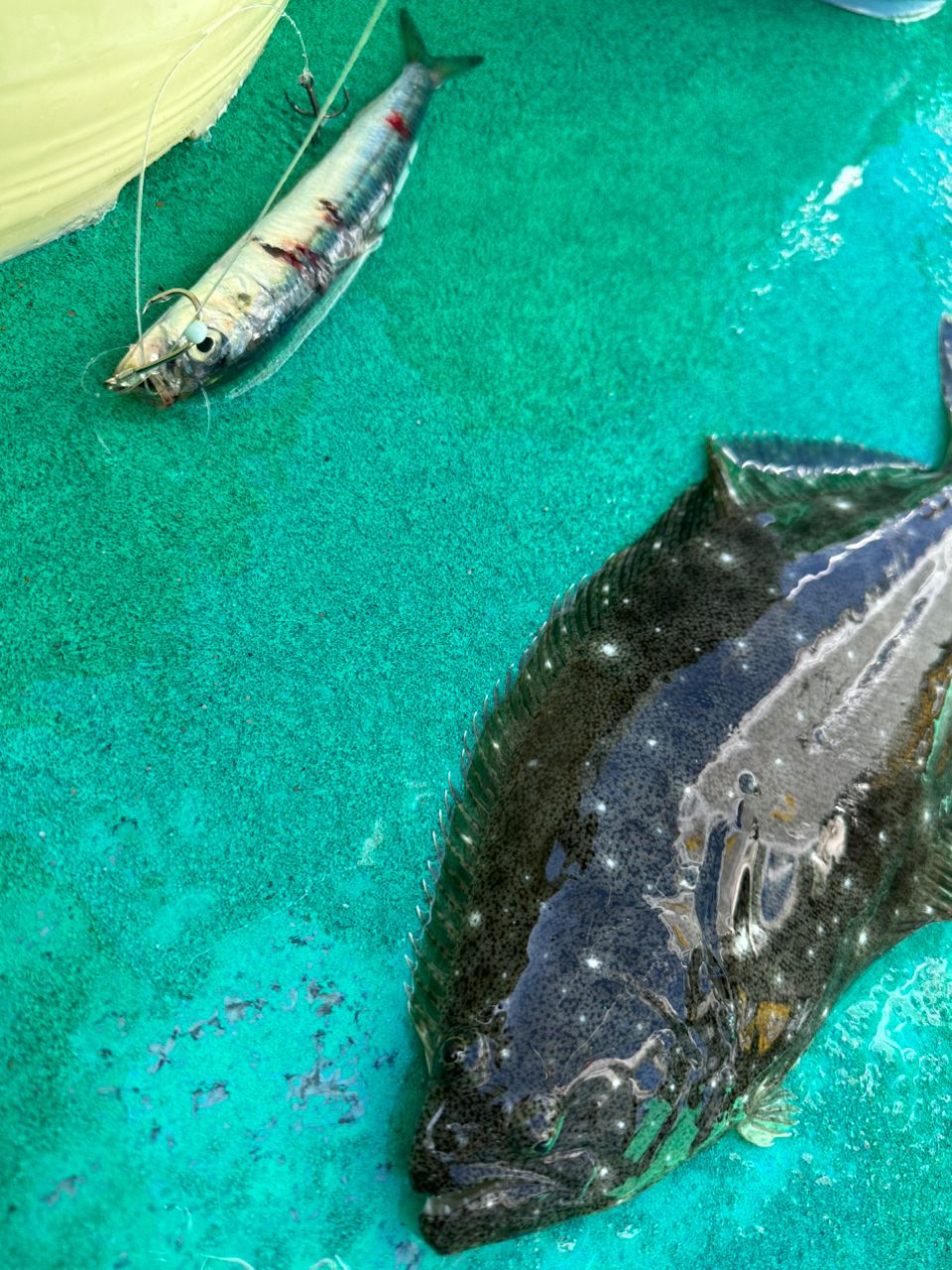 ☆沙乃○☆さんの釣果 2枚目の画像