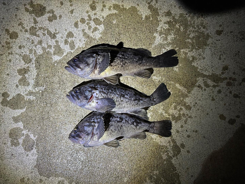 クロソイの釣果