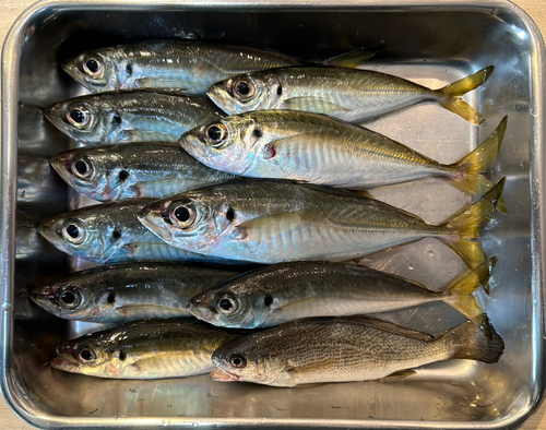 マアジの釣果