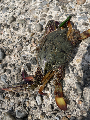 ワタリガニの釣果