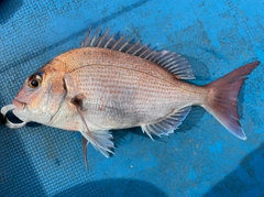 タイの釣果