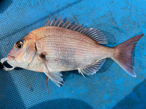 タイの釣果