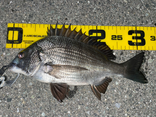 クロダイの釣果