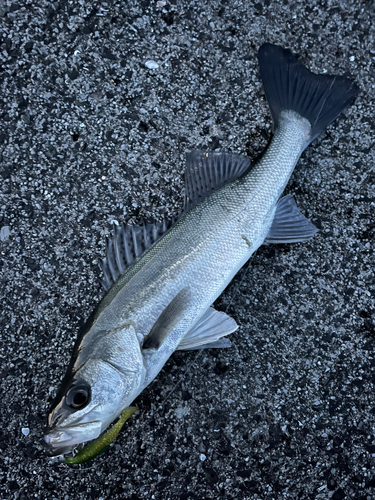 セイゴ（マルスズキ）の釣果