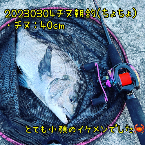 チヌの釣果