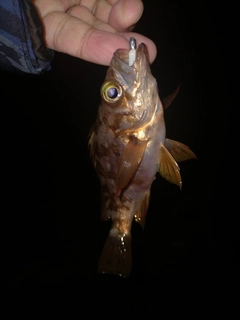 シロメバルの釣果