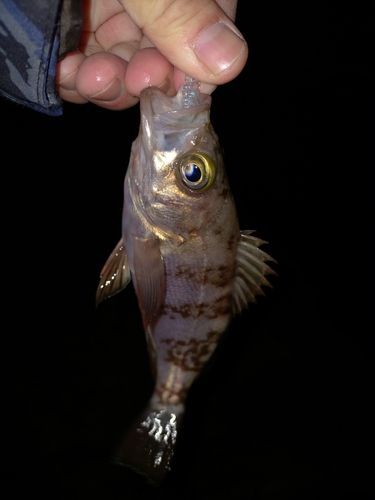 シロメバルの釣果