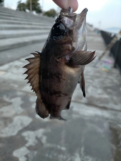 クロメバルの釣果