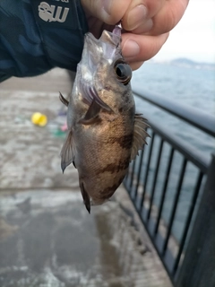 シロメバルの釣果
