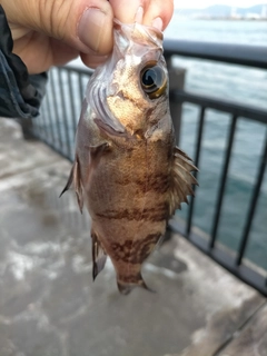 シロメバルの釣果