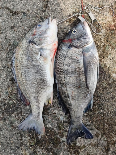 クロダイの釣果