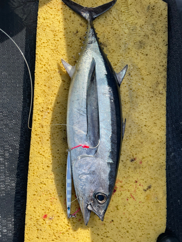 ビンチョウマグロの釣果