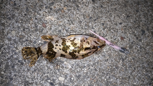 タケノコメバルの釣果