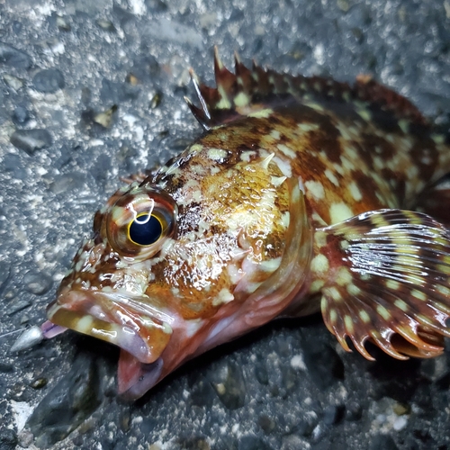 カサゴの釣果