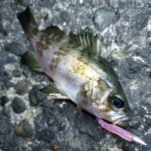 メバルの釣果