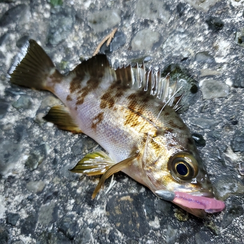 メバルの釣果