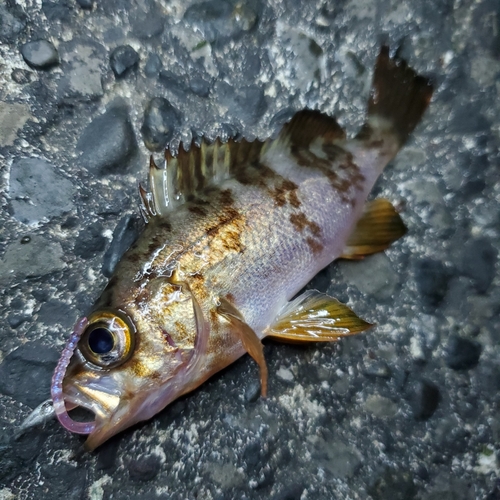 メバルの釣果