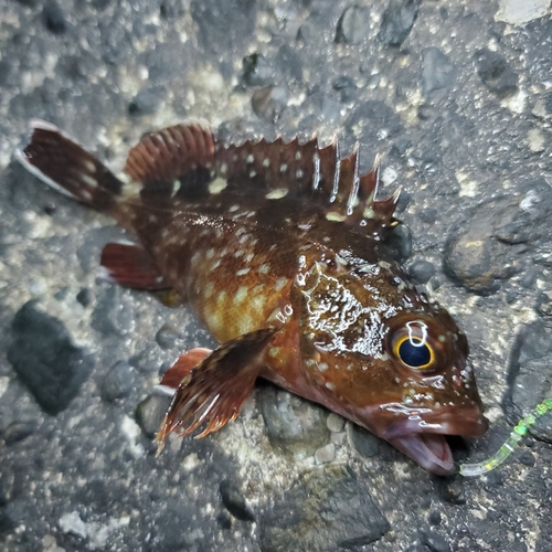 カサゴの釣果