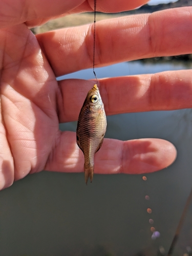 タナゴの釣果