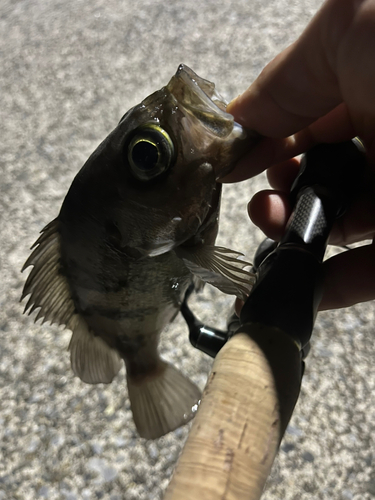 アカメバルの釣果