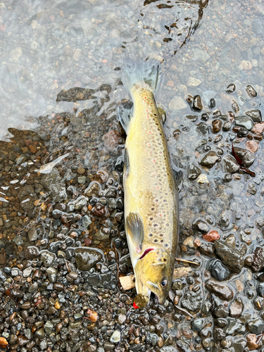 ブラウントラウトの釣果