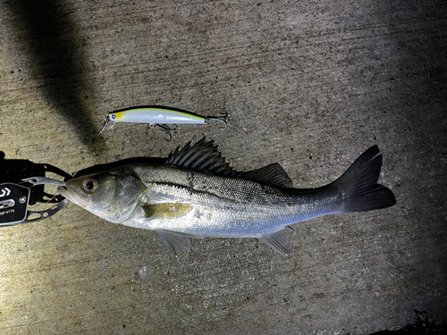 シーバスの釣果