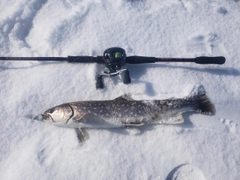 アメマスの釣果