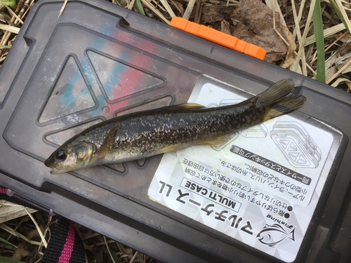 タカハヤの釣果