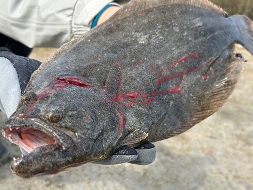 ヒラメの釣果