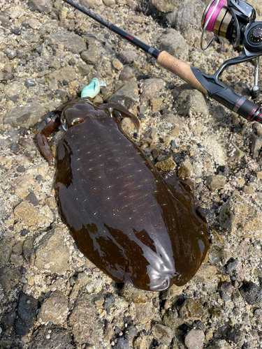 アオリイカの釣果