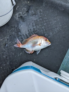 レンコダイの釣果