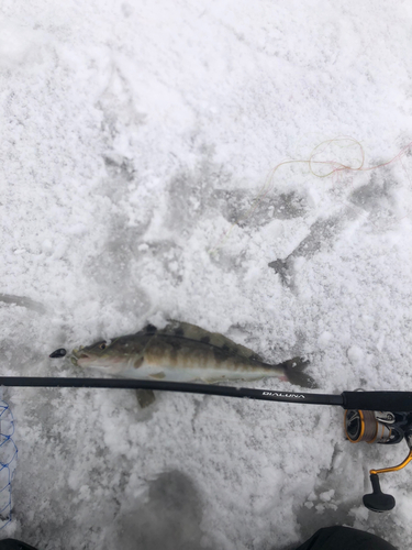 ホッケの釣果