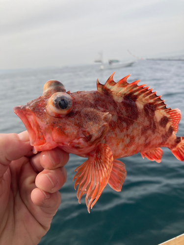 ガシラの釣果