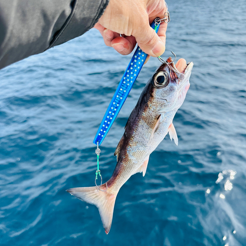 ムツの釣果