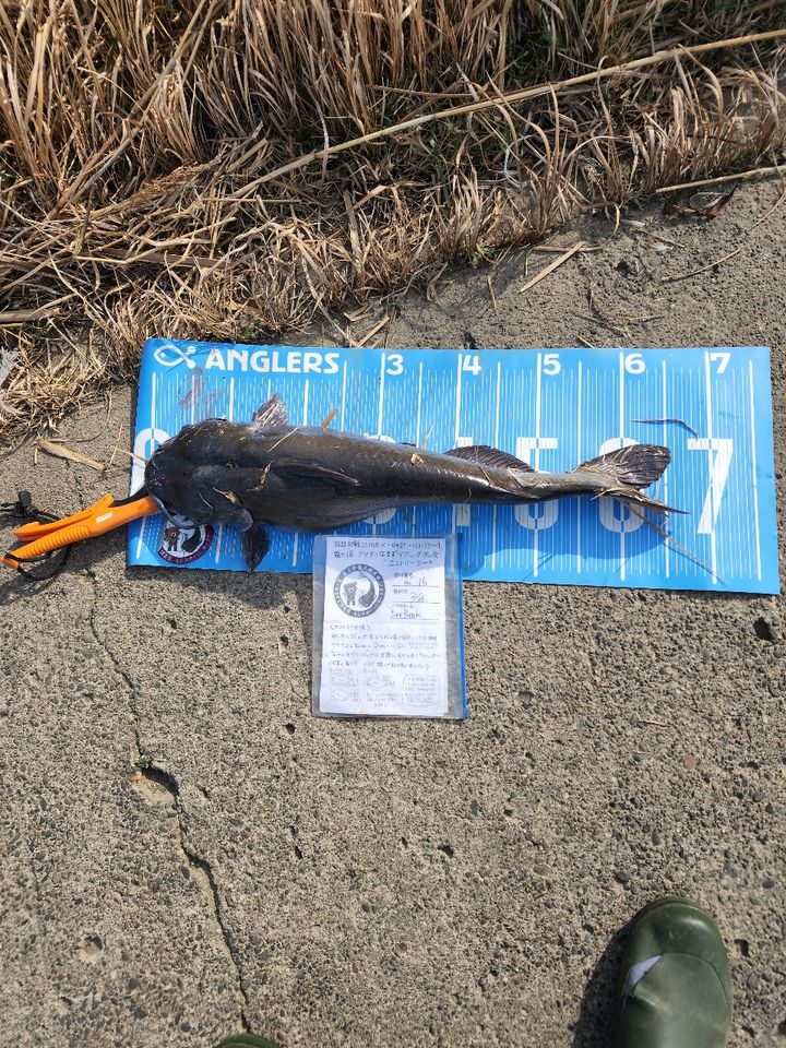 アメリカナマズ