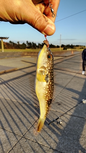 クサフグの釣果