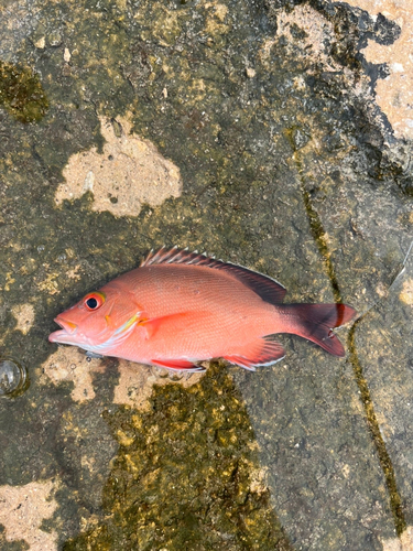 ヒメフエダイの釣果