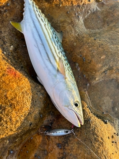 リーピングボニートの釣果