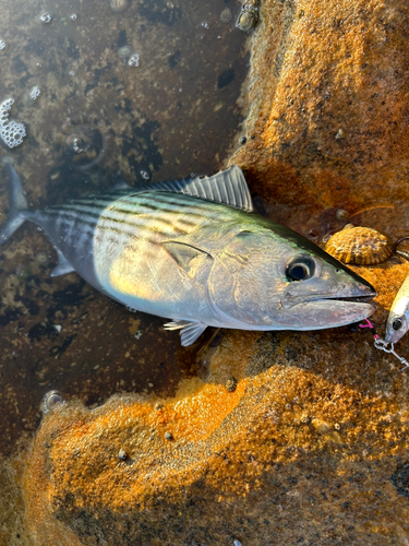 ハガツオの釣果