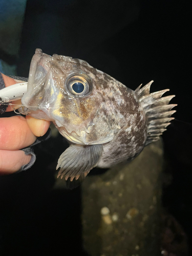 ソイの釣果