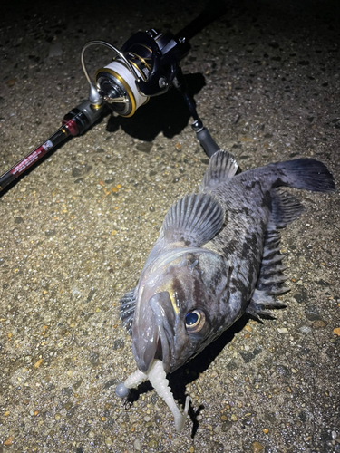 ソイの釣果